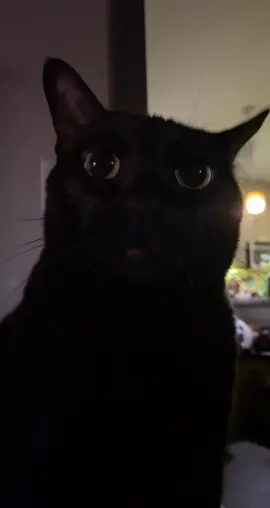 Is it a ghost?!? #catsoftiktok #ghosts #ghostmode #paranormal #foryou #scary #SummerMashup #GetYourJeansOn #HPRadicalReuse