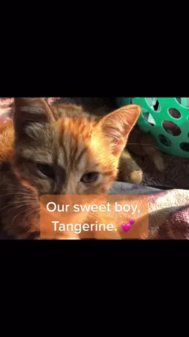 #catsoftiktok #cats #catlovers #kittensoftiktok #kittensoftiktok2021 #kittens #gingercat #yellowstripes #gingerkitten #kittycats #tiktokcats #fypagee