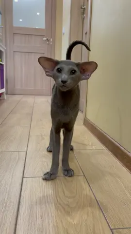 НеГоша🦇#милота #tiktok #рекомендации #хочуврек #люблю #смешно #красота #люблюкотиков #врекомендации #котики #врек #cats #lol #юмор #люблюкошек