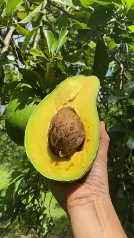 This was the best avocado I’ve ever had #🥑 #natureasmr #avocado