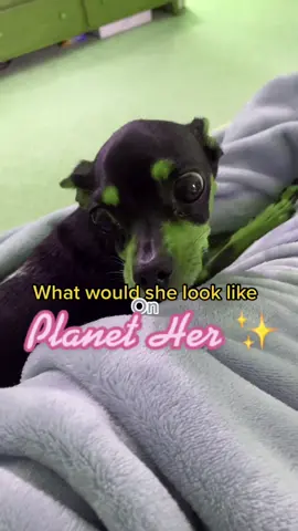 #minpinsoftiktok #minpin #puppy #LeadWithLove #minchi #planether #petparent #fyp #いぬ部 #reesespieces #caughtin4k #datenight #MakingTheCut