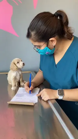 Puppy en consulta 😂 #puppydog #DogLove #vetlife #mascotastiktok #cockerspanielpuppy #AmorPorTuMascota