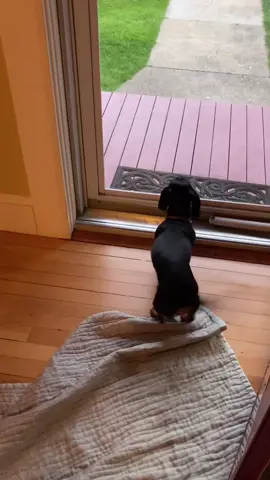 Happy dance time😎😎😎 #doxie #dachshund #dachshundaddict #dancingdog #puppy #dachshundsoftiktok #dachshundpuppy #doxie #dachshundlife #weenie #ween