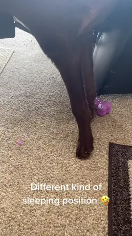 How can this be comfortable 🤣 #sleepingdog #labrador # chocolatelab #dogfunnyvideo #dogfunnyvideos #dogslovers #doglove #crazydogs #dogs #dog