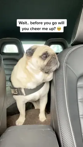 Will you help me? 🥺 #tiktokpoll #puggysmalls #dogsofttiktok #fogdogs