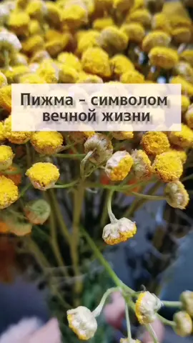 #обряды #окуриваниедома #окуривание #секретдолголетия #магиятрав #магия #пижма #свечи