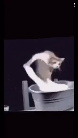 Cat Doing Laundry #memes #foryou #cat #funnyvideo #likeaboss #laugh