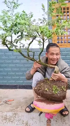 Plant modeling design#gardening #plants #plant