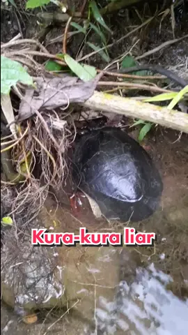 Penampakan Kura-kura liar di kebun #delongan #Padang