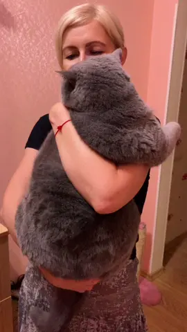 #котэ #безкотажизньнета #буднипитомца #котэйка #хочувтоп #хочуврек #британец #мыскотом #толстыйкот #кот