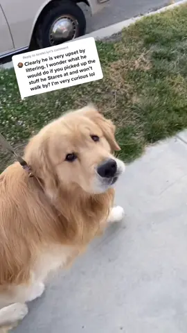 Reply to @lorelei.lyn  This is what the rest of that walk looks like 😂 #dog #PetsOfTikTok #goldenretriever #ilysm