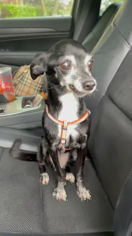 First week of Olive oil my senior rescue getting comfy in her new home with my other  senior rescues #SHEINcares #rescue #chiuahua #adoptdontshop