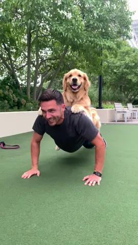 Goldens Gym 🥇 #goldenretrieverlife #dog #workout
