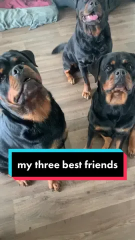 my three best friends #gangrottie #rottweiler #hungry #snacks #dogs #thenicegirlx #family #BestFriends #dogsofttiktok #dogsvideo #foryou