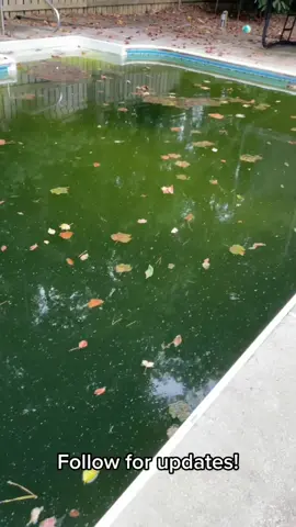 Would you swim in this?! #pool #swamp #dirtypool #dirtypoolwater #dirtyjobs #poolchallenge #poolfail #gross