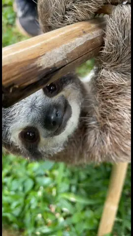 Get your daily baby sloth content here 🥰🦥 #babysloth #sloth #cute #costarica #baby #rescuecenter #fyp