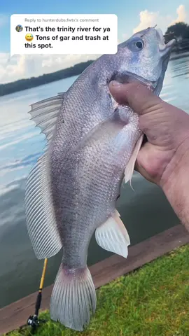 Reply to @hunterdubs.fwtx I told ya ours our prettier 😂 #fishing #fypシ #beardedfisherman #camp #catchcleanandcook #fish
