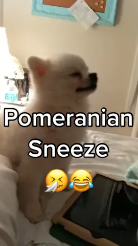 Actual footage of me sneezing. 🐶🤧 Stay healthy out there, fam! 💝 (IG  @roux_pom) #pomeranian #puppy #funnypuppy #funnyanimals #sneeze