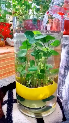 Isn't it beautiful to raise fish like this#plants #gardening #plant