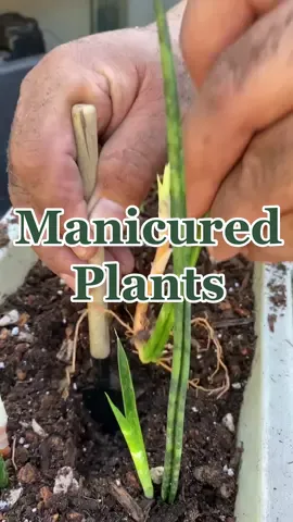 Check on your decorative plants 🪴 #garden #gardening #urrbangarden #gardening101 #plants #planttiktok #plantparent #plant #plantlover