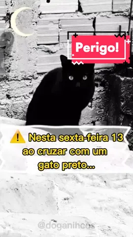 ⚠️Cuidado!!! 🚨 #sextafeira13 #gatos #gatostiktok #fyyy #virall #PetsOfTikTok #animals #foryou #pets