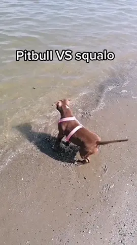 Moka che lotta contro uno squalo 😂😂😂😂