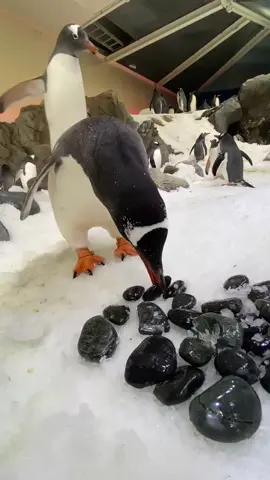 It’s nesting season! The Gentoos are picking their favourite pebbles for their nests. 🐧