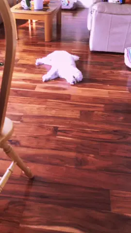 #fypシ #foryoupage #foryou #cuteanimals #cutedog #sleepingbaby #socute