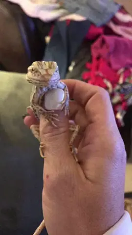 Since I’ve shown you #thorn let me show you #monster the #silkbackbeardeddragons 🆁🅸🅿︎ #bestfriend #beardeddragonsoftiktok #viralvideo #fatty