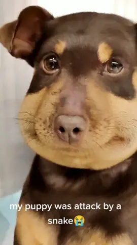 it's so sad but he looks adorable with puffy cheeks😂😂😂 #puppy #dog #cute #pet #puppylove #puppydog #puppycheck #foryou #fypシ #foryourpage