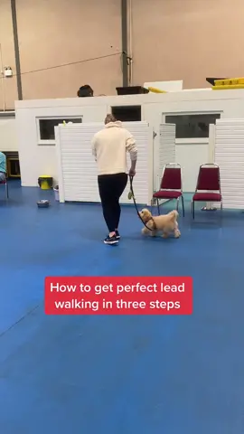 Perfect lead walking in three steps #DogTraining #dogtrainer #dogsofttiktok #dogtips