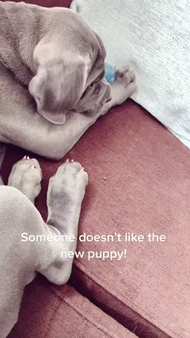 Not happy with the new puppy. #doggy #canecorso #angryreactions