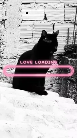 Você é a chave do meu coração 🎶 #gatostiktok #pets #fyyp #humorbr #fyyyyyyyyyyyyyyyy #gato #animallover #fypシ゚viral