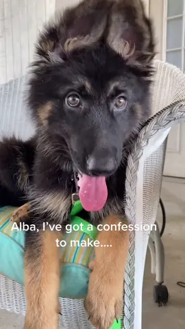 #puppylove #germanshepherd #germanshepherdpuppy #puppiesoftiktok #dogsarefamily #bloodisnotalwaysfamily #dogsarelife #gsdpuppy #gsdoftiktok #puppers