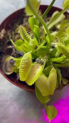 This is how a Venusf flytrap “swallow” the insect! I’ll try my best to answer more questions! #venusflytrap #venusflytrapcare