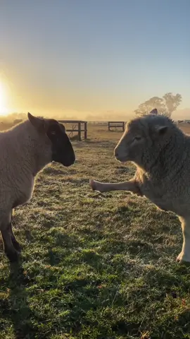 This wholesome moment is brought to you by The Doctor & Morgan! 🐑❤️ #friendsnotfood #animalrescue #farmsanctuary #sheep #animals