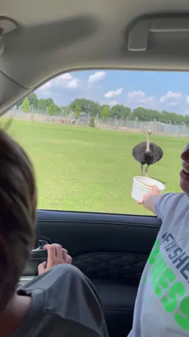 Feed an ostrich they said, it would be fun they said. #ostrich #kidsscreaming #hilarious