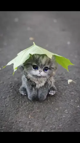 котята такие милые#котята #рекомендации #рек #милашки