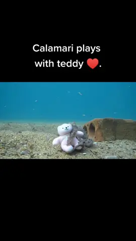 Who knew sushi could love. I am famous biologist. ⚠️ Follow for more. #xyzbca #animals #fyp