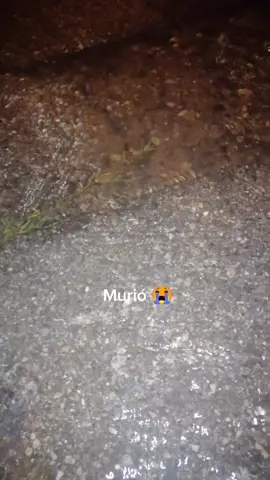 #ysemarchoasubarcolellamolibertad