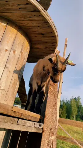 What is like when i try to film my goats .. #goats #goatsoftiktok #farmlife #farm #tiktoknorge #fypシ #babygoat