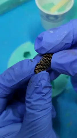 Pinecone dice! Results at the end of the vid #dnd #dungeonsanddragons #handmade #resin #resinart #dice #polyhedraldice