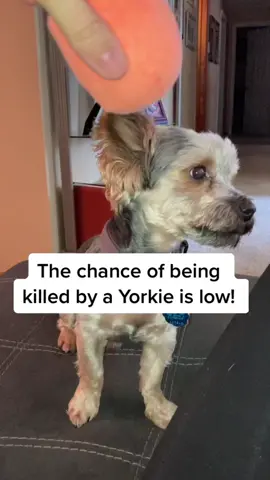 Glowing eyes look so creepy! 👀 #yorkieboy #myangel #furbaby #yorkies #funnydogs #dogsatplay