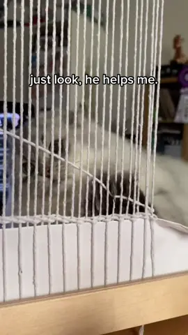 #catsoftiktok #cat #craft #cats #kitten #DIY #art #helper #pets #aesthetic