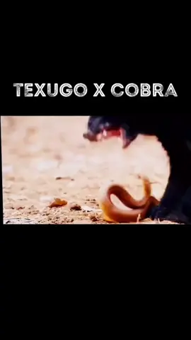 Cobra no almoço #wildanimals #wildlife #selvagem #animaissangrentos #bloodanimals #vidaselvagem #nature #wildnature