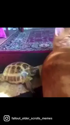 When Doom music kicks in #fypシ #fypage #meme #memes #music #turtle #cat #animals #song #doom #doomatyourservice