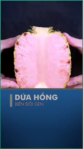 Dứa hồng độc lạ #loveyourbodyvn #suckhoe #amthuc #LearnOnTikTok #hoccungtiktok #ancungtiktok