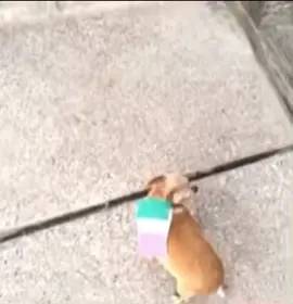 #mexico #chihuahua #isthattheitalianflag