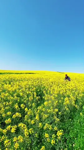 Lil photo shoot at the conola fields in the western cape, South Africa 😍 who wants to see the pics ? 👀