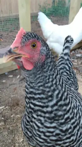 Matilda the chicken pecks at my camera #chickens #homestead #farm #backyardchickens #petchicken